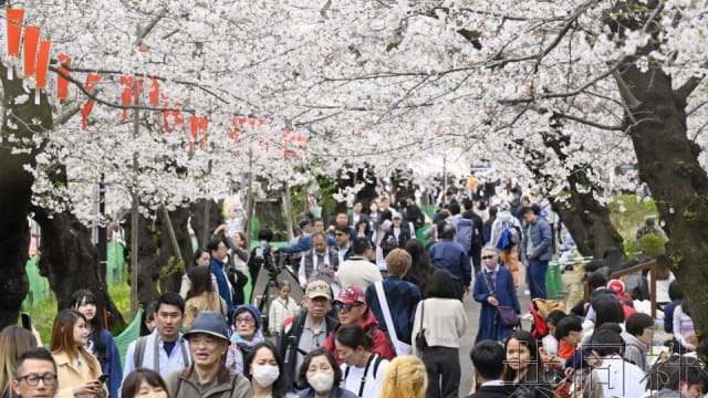 日本东京樱花终于盛开 十年来最晚一次