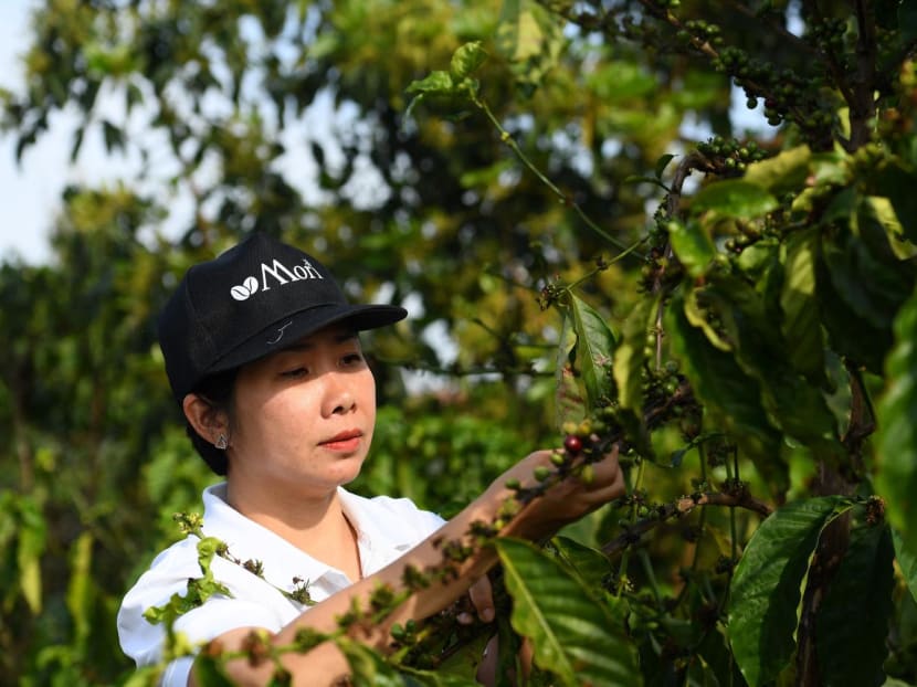 Ms Tran Thi Bich Ngoc checking on coffee cherries at Mori coffee farm in Plei Bau Can in Vietnam's central highlands, Gia Lai province