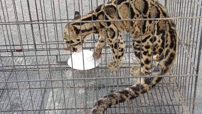 Disangka kucing hutan, rupanya harimau dahan serang ayam dalam 