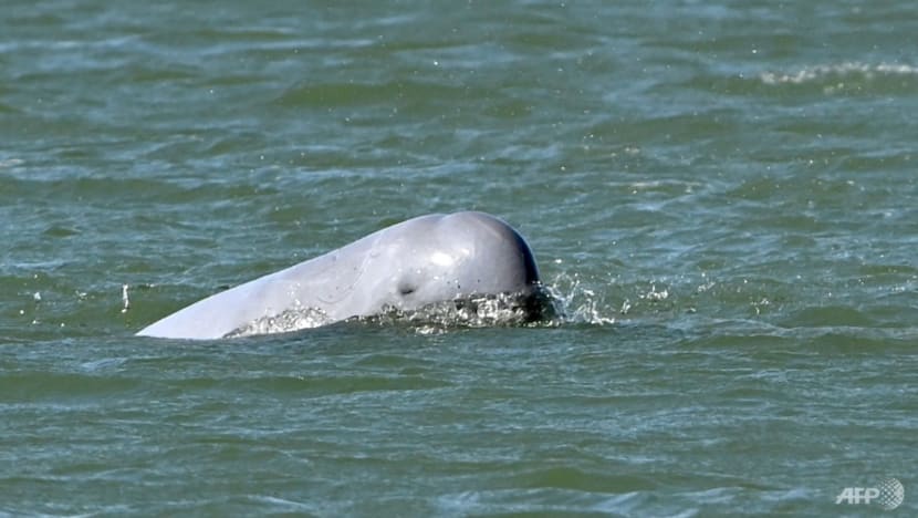 The battle to save Cambodia's river dolphins from extinction The battle to save Cambodia's river dolphins from extinction