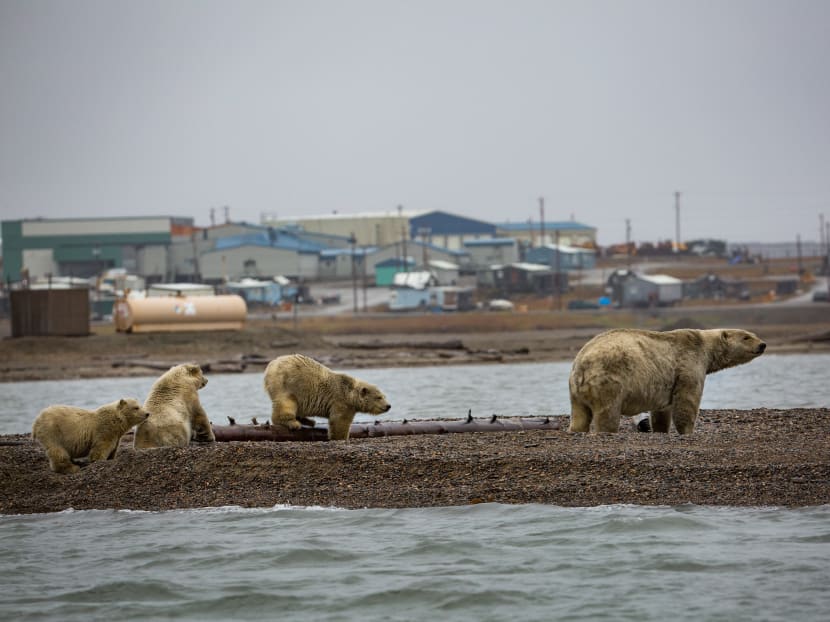 As ocean temperatures melt ice sheets — the hunting grounds of polar bears — these large carnivores have to search new areas for food.