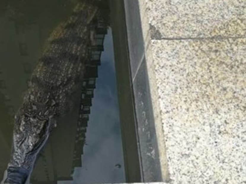The Siamese crocodile in the residential compound’s fish pool. Photo: SCMP via Handout