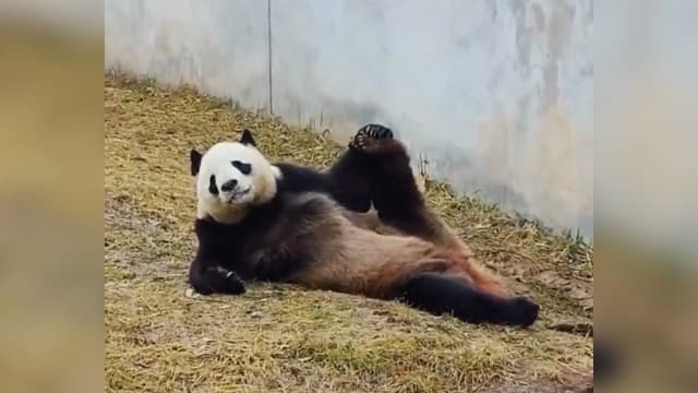 熊猫摆性感高难度姿势 妩媚如超模上身