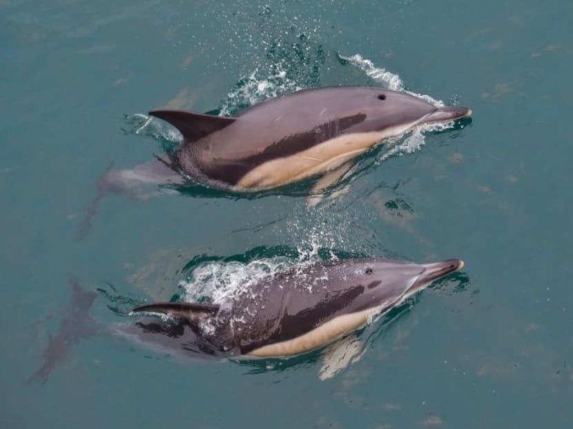 Between January and April, when the toll is highest, 1,200 small cetaceans washed up dead on the beaches of France's west coast — 880 of them common dolphins.