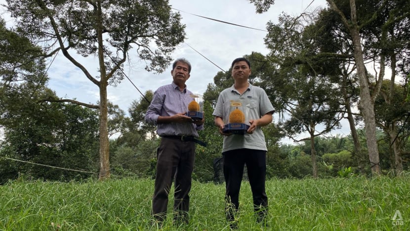 The king of kings: Penang growers top competition with durians from 40-year-old Black Thorn tree The king of kings: Penang growers top competition with durians from 40-year-old Black Thorn tree