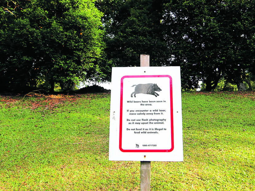 40 wild boars culled: NParks