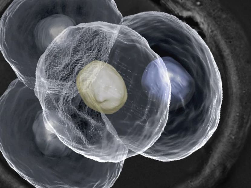 Microscopic image of a four-cell mouse embryo. Photo: Nicolas Plachta