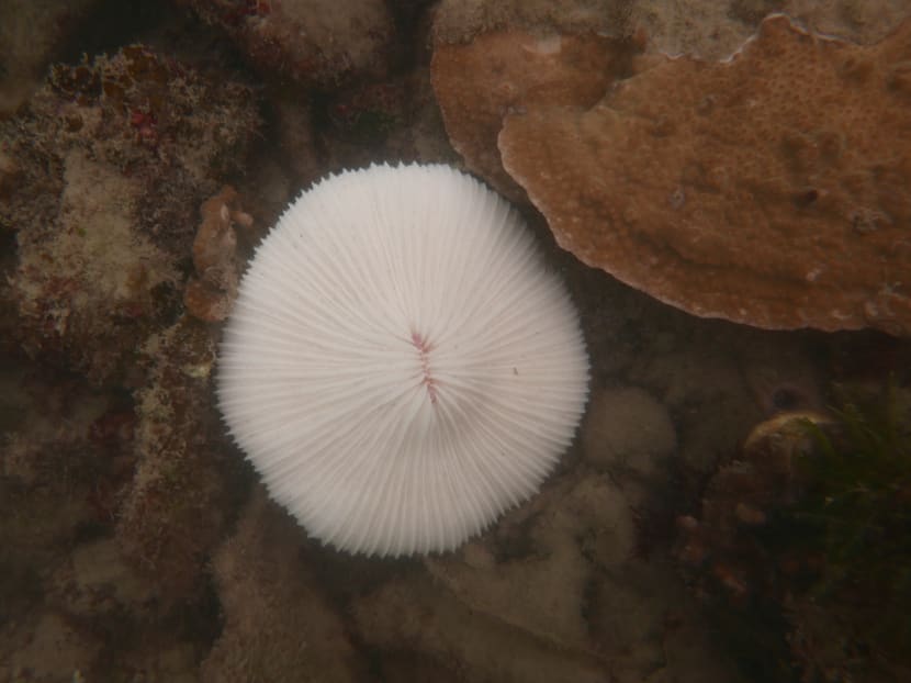 Coral bleaching forces closure of Sisters’ Island dive trails