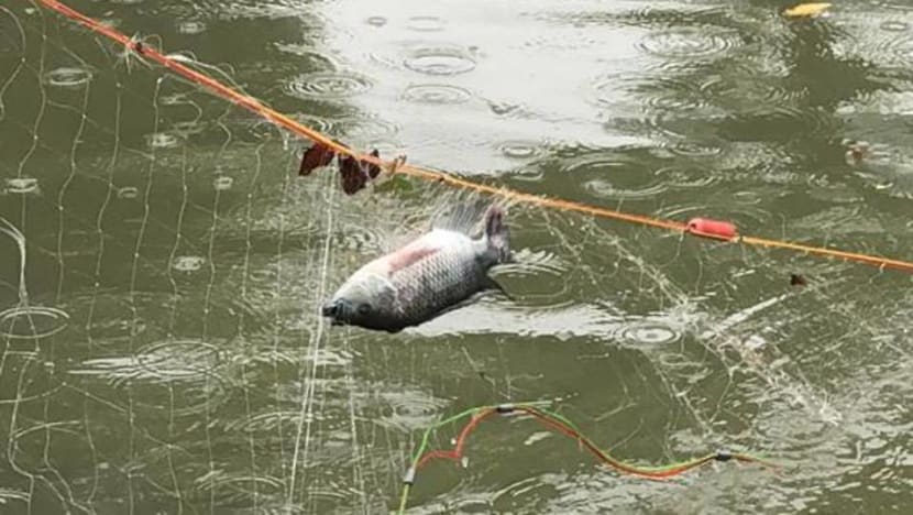 Catching Fish In Fishing Net On A Beautiful River Background Stock