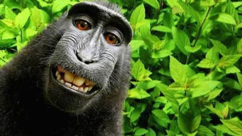 Jurugambar Britain menang hak berhubung pemilikan 'monkey selfie'