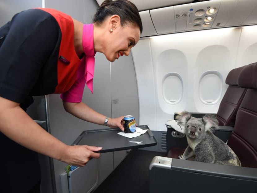Ready for takeoff: Four koalas to Singapore