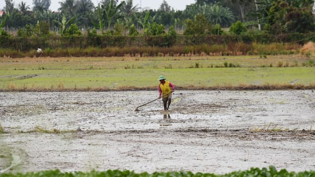 越南耕地海水量增加 每年农作物损失40多亿元 