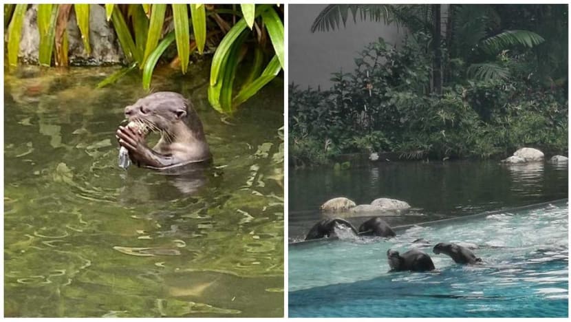 Otters seen eating fish at condominium along Alexandra Canal, upsetting residents Otters seen eating fish at condominium along Alexandra Canal, upsetting residents