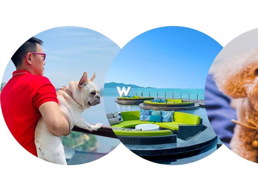 The best pet-friendly hotels in Asia – puppy room service included