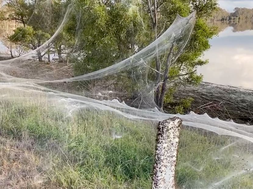 Ballooning spiders leave Australian region covered in webs