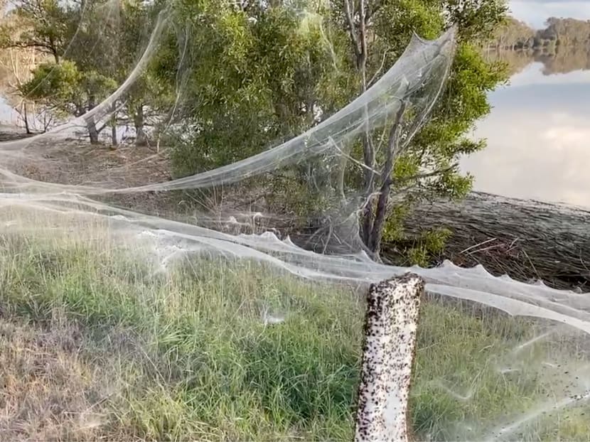 A still image from a social media video shows spiders' gossamer near wetlands in Gippsland, Victoria, Australia on June 14, 2021. A still image from a social media video shows spiders' gossamer near wetlands in Gippsland, Victoria, Australia on June 14, 2021.