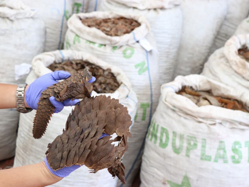 Singapore Customs and the National Parks Board uncovered a shipment of pangolin scales, worth about S$52.3 million, in April, 2019. The goods, declared to contain “frozen beef”, was on the way from Nigeria to Vietnam. Singapore Customs and the National Parks Board uncovered a shipment of pangolin scales, worth about S$52.3 million, in April, 2019. The goods, declared to contain “frozen beef”, was on the way from Nigeria to Vietnam.