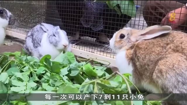 朝鲜力推养殖兔子运动 缓解粮食不足危机