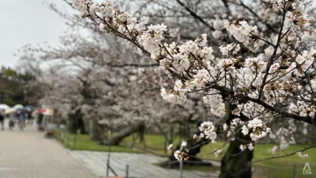 日本今年何时迎来樱花季？ 
