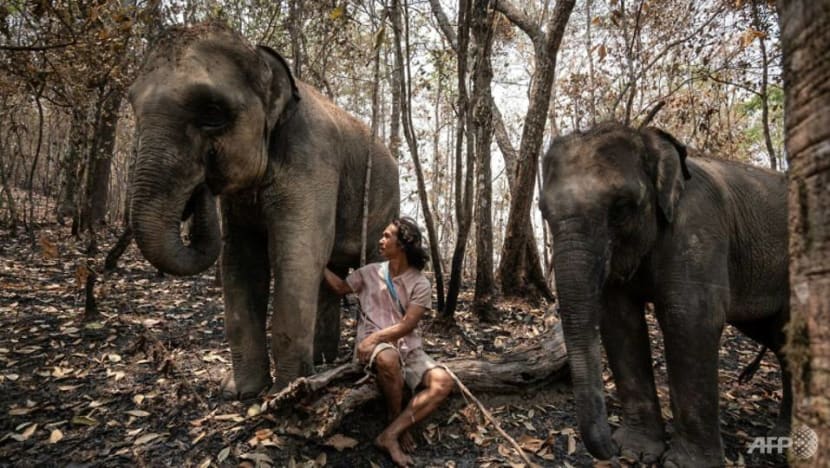 Hungry and in chains, Thailand's tourist elephants face crisis from COVID-19 impact Hungry and in chains, Thailand's tourist elephants face crisis from COVID-19 impact