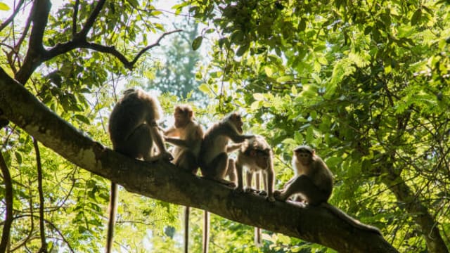 日本山口市野猴再袭人 累计近60人受伤 