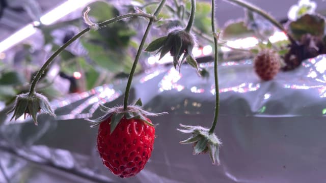 全年供应草莓 农业科技公司采用特殊种植方式 