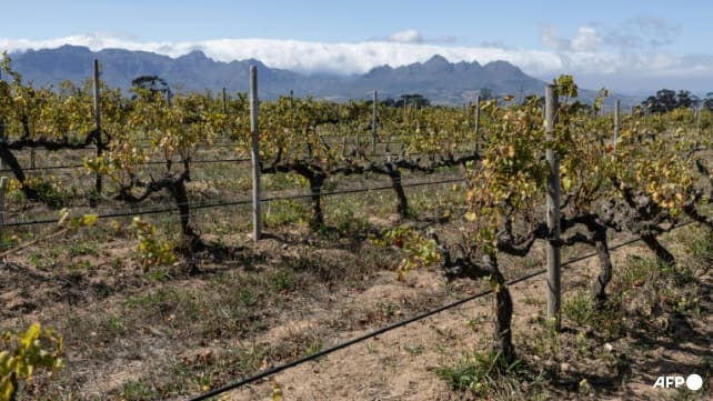 Winegrowers 'on tip of Africa' race to adapt to climate change