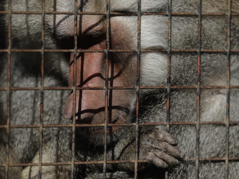 Animals still stuck in cages a year after zoo closure