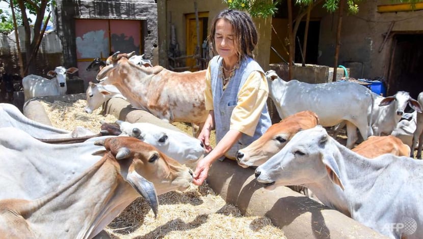 German with 1,800 cows allowed to stay in India German with 1,800 cows allowed to stay in India