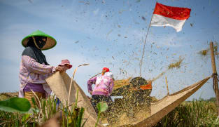 Analysis: Indonesia, China aim to co-develop 1 million hectares of rice fields. How might it affect their ties?