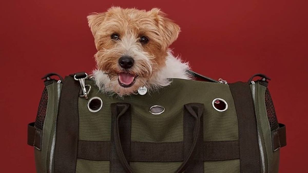 Prada hot sale pet carrier