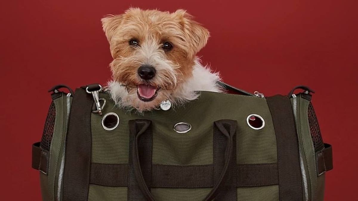 Chanel dog carrier  Dog carrier, Doggy, Dog love