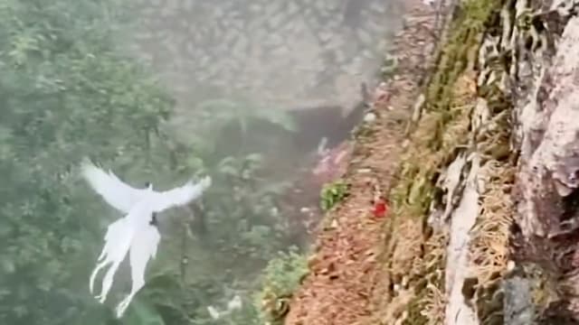 凤凰现身？福建游客山间看到“神鸟”展翅