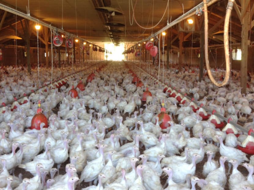 The US' poultry industry may have to live with a deadly bird flu strain for several years, the US Department of Agriculture’s chief veterinary officer said Thursday, April 16, 2015 on a visit to Minnesota, the state hit hardest by outbreaks that have cost Midwest producers over 2 million turkeys and chickens. Photo: AP