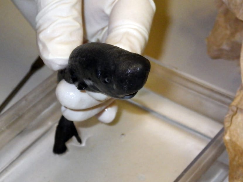Gallery: Jaws meets kangaroo? Rare, cute pocket shark found in deep