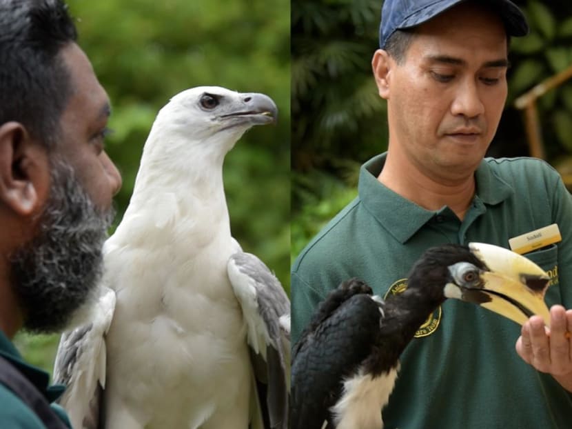 What they'll miss most about Jurong Bird Park: Staff recall their best memories from the last 51 years