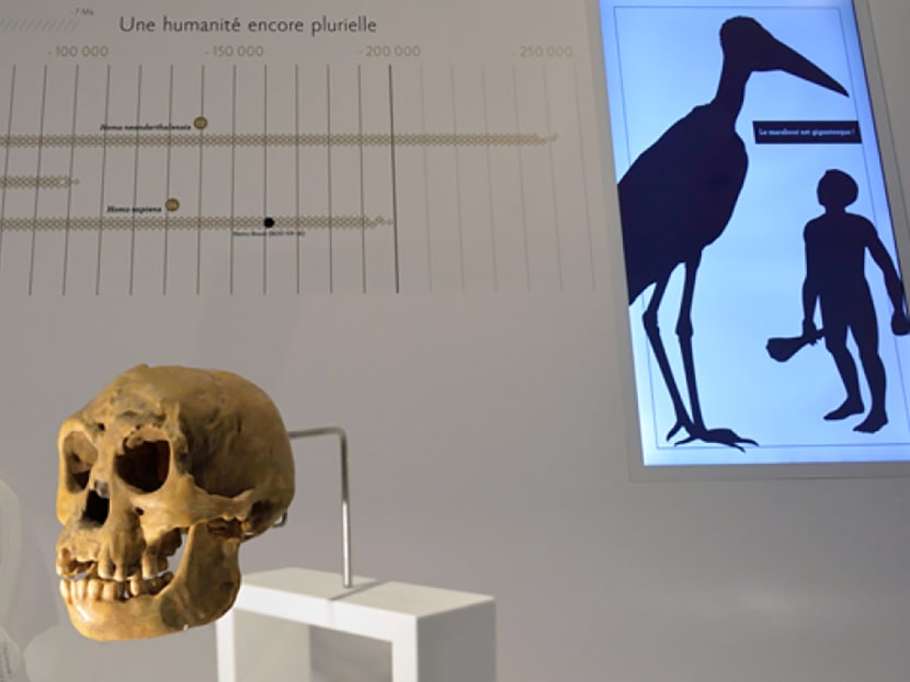 Picture released by the Musee de l'Homme on February 15, 2016 shows a cast of a Homo floresiensis (Homme de Flores) skull at the Musee de l'Homme in Paris. Photo: AFP