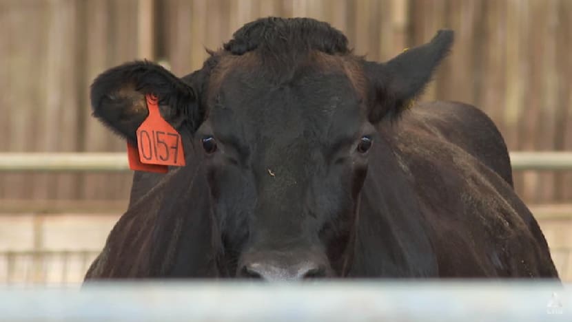 Malaysia aims for milk self-sufficiency by 2025, but more needs to be done to help farmers Malaysia aims for milk self-sufficiency by 2025, but more needs to be done to help farmers