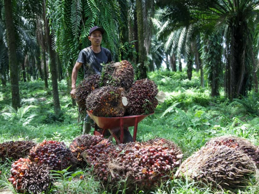 A worker collects palm oil seeds at the Namorambe plantation in Deli Serdang, North Sumatra on May 12, 2022.
