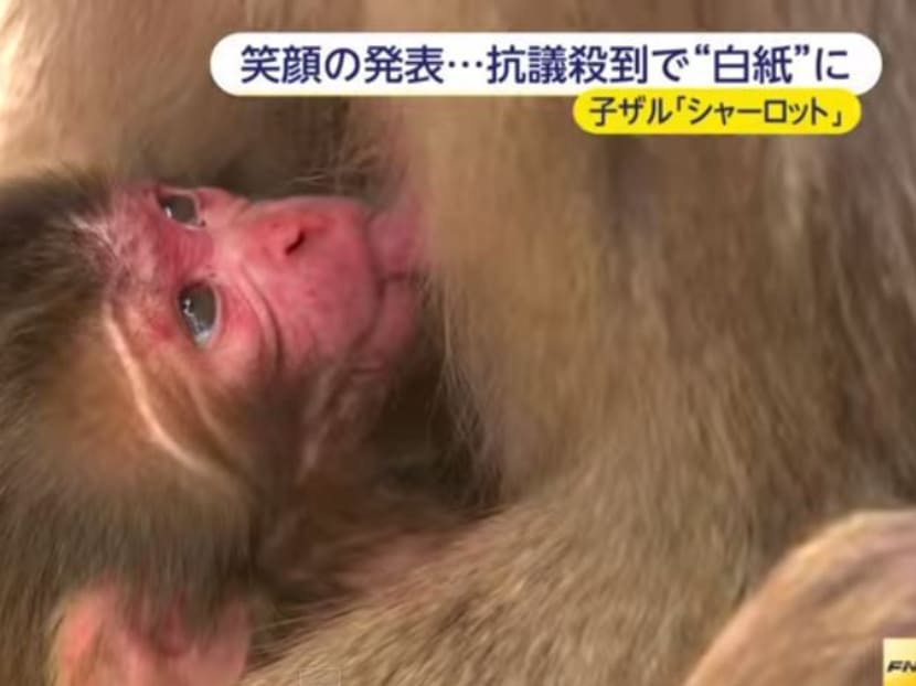 A screenshot of the baby Japanese monkey from Takasakiyama Natural Zoological Garden in the southwestern Japanese city of Oita, which was named Charlotte. Photo: YouTube/ FNNnewsCH