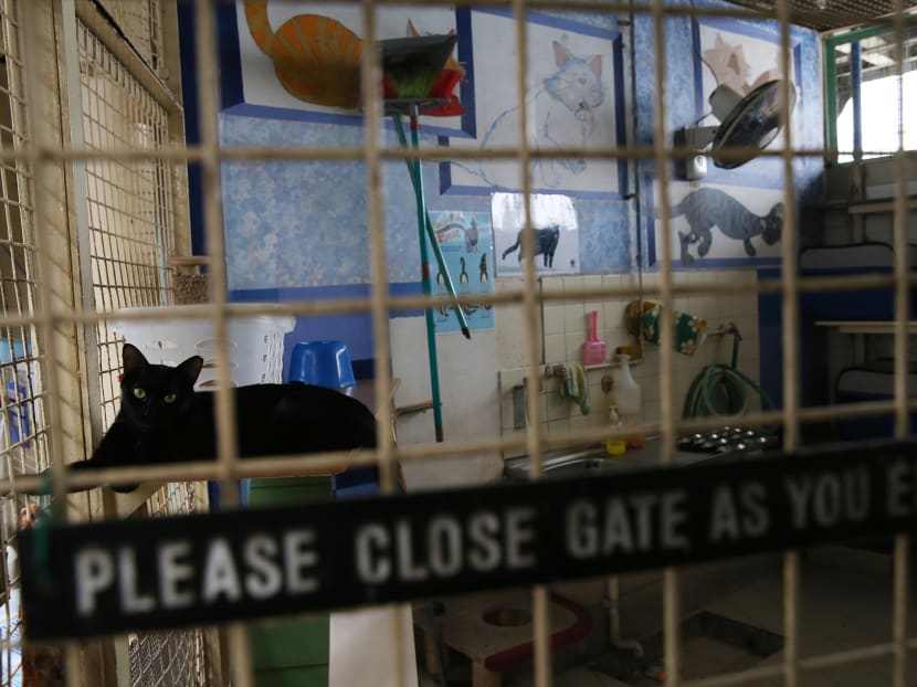 The National Parks Board investigated 225 cases of alleged pet abandonment in 2021. The National Parks Board investigated 225 cases of alleged pet abandonment in 2021.