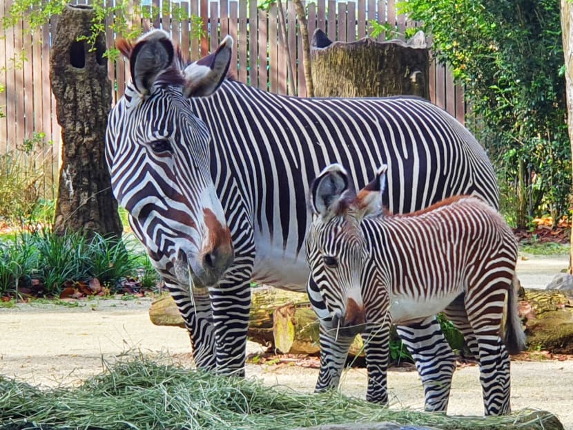 Singapore Zoo welcomes endangered Grevy’s zebra foal
