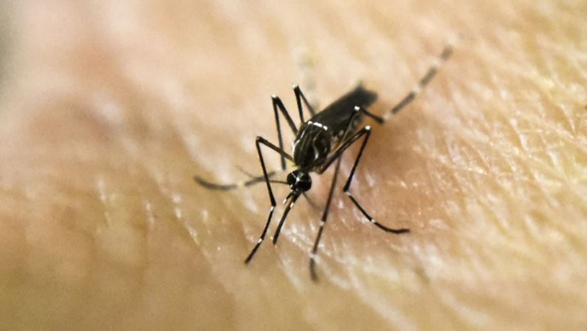 Komentar: Bersiaplah untuk lebih banyak nyamuk saat dunia memanas