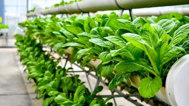淡马锡控股与德国拜耳合作 开发室内垂直栽种菜籽