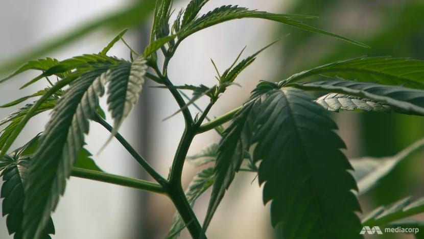 Thailand pushes cannabis as next cash crop Thailand pushes cannabis as next cash crop