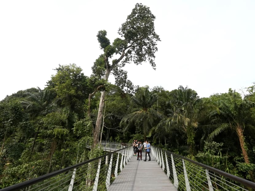 Century-old forest at Botanic Gardens opens Century-old forest at Botanic Gardens opens