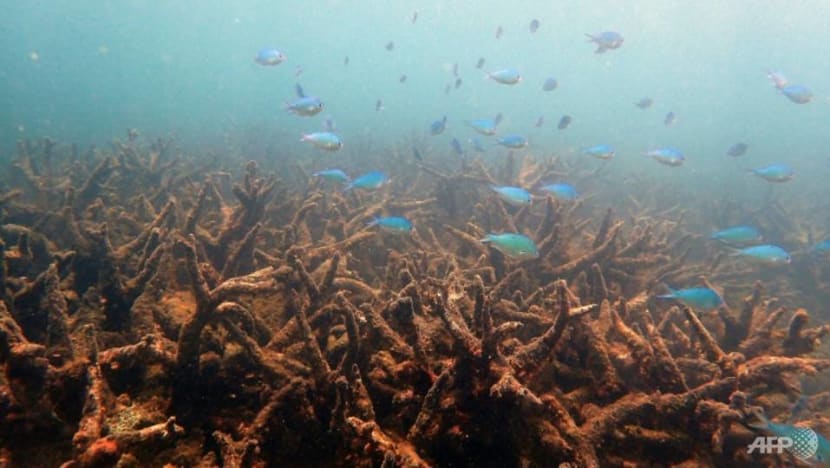 Heatwaves killing coral reefs far faster than previously believed: Study Heatwaves killing coral reefs far faster than previously believed: Study