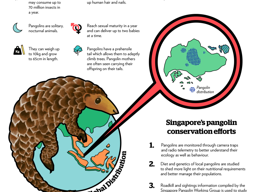 Rescued baby pangolin set for return to the wild; national plan