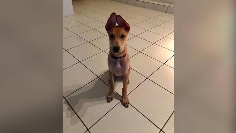 Euthanasia of dog Loki: Owner feels 'vindicated' by AVS findings, says he lived through hell Euthanasia of dog Loki: Owner feels 'vindicated' by AVS findings, says he lived through hell
