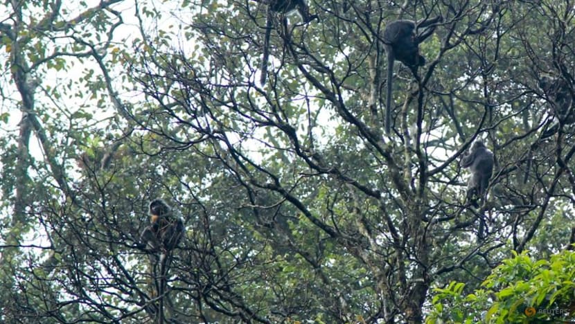 Indonesia's race to preserve habitat of Javan gibbon